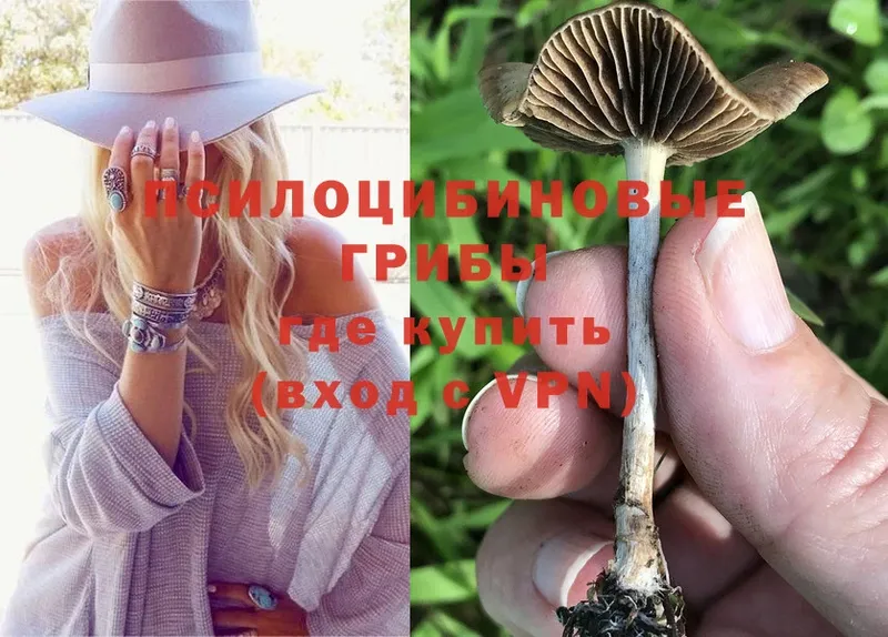 Галлюциногенные грибы Psilocybine cubensis  Печора 